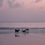 Evening meeting for the local dogs