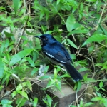 A regular visitor to our veranda